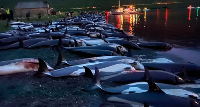 Fotoğraf: Sea Shepherd